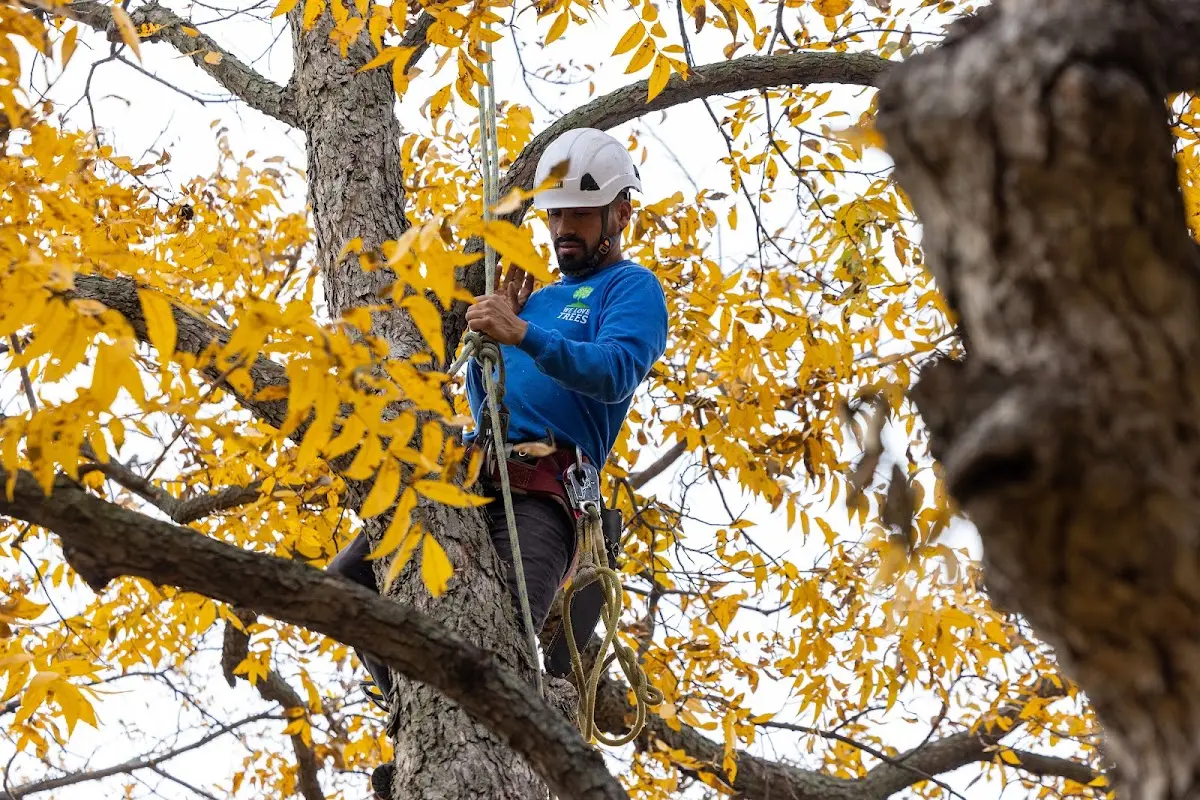 Skilled Tree Trimming crew working in Buckland
